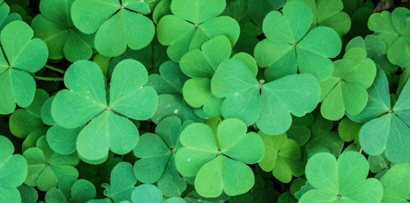 Irish Speakers group of shamrocks